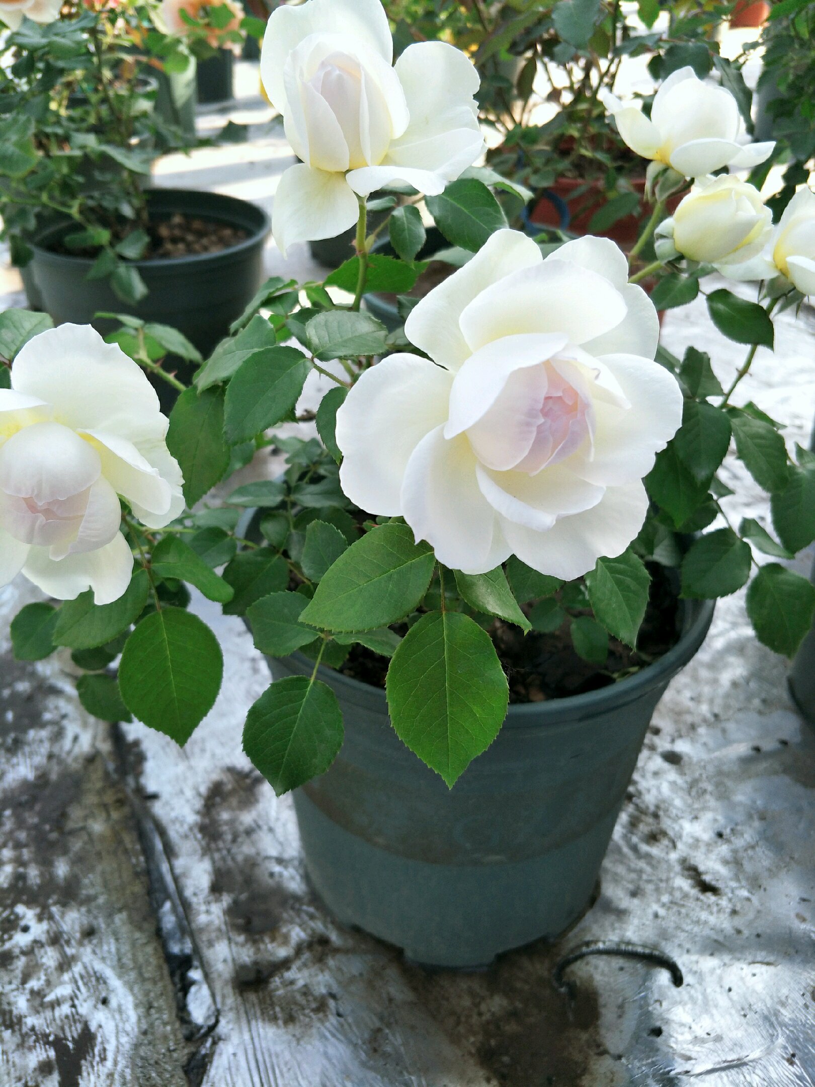 刺少花香四季开花的月季品种,爬藤月季带花香最好的品种