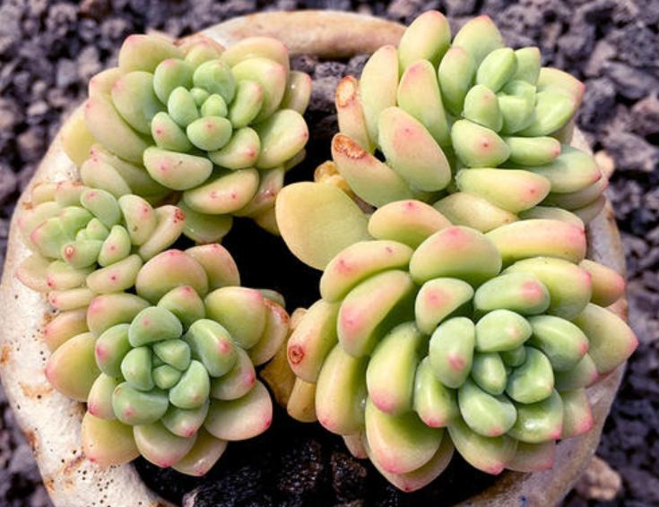 包菜多肉品种哪种最容易上色,什么多肉阳台养容易上色