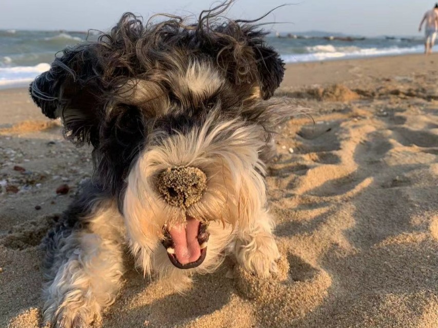 收破烂的大爷捡了一只哈士奇,收破烂的大叔捡到一个小孩