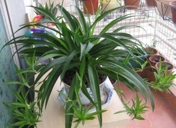 吊兰多长时间可以长成瀑布,吊兰怎么养出绿瀑布花朵