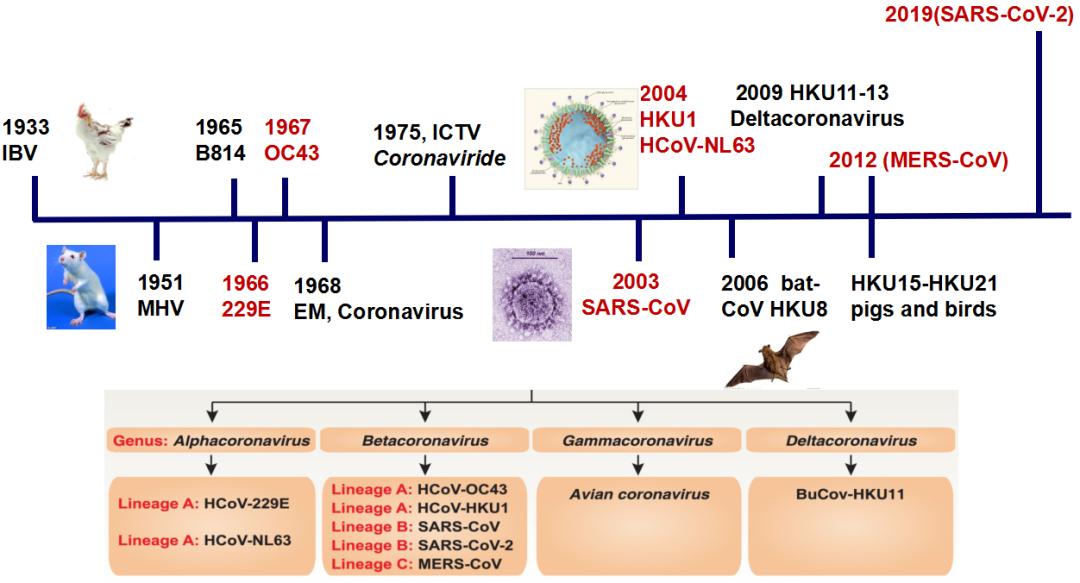 中医科学院任丽丽,任丽丽