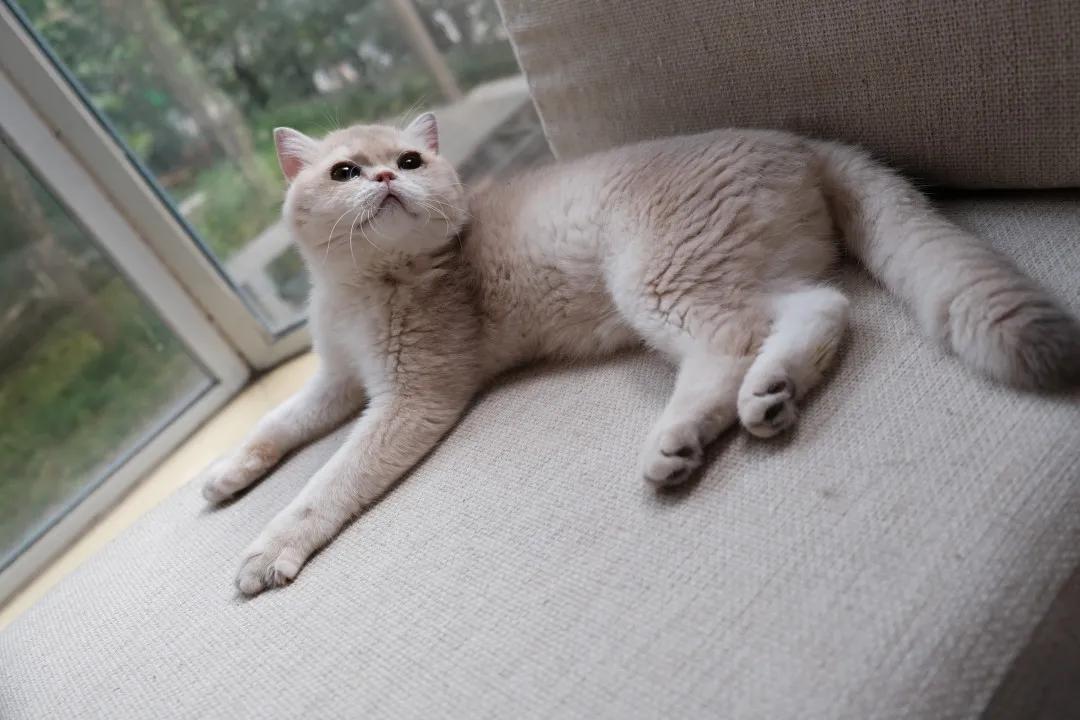 猫耳朵痒怎么办快速解决方法,我家猫脖子特别痒