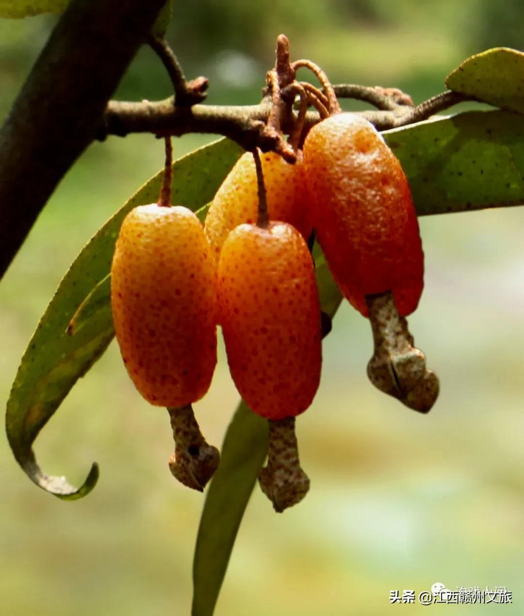 赣州亚马逊电商平台概念,赣州有亚马逊吗