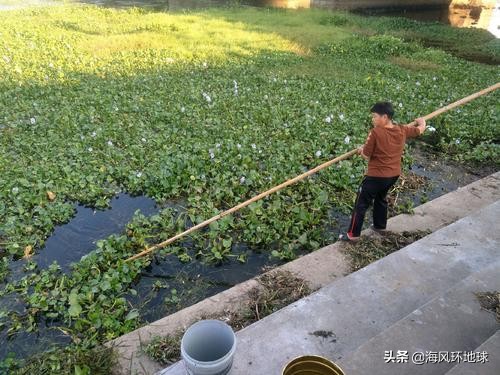 水葫芦在我国泛滥成灾说明了什么,南美洲水葫芦为什么没有泛滥成灾