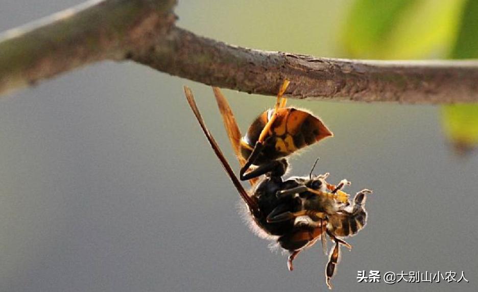 马蜂被蜇死亡,摘马蜂窝挂树上24小时殒命