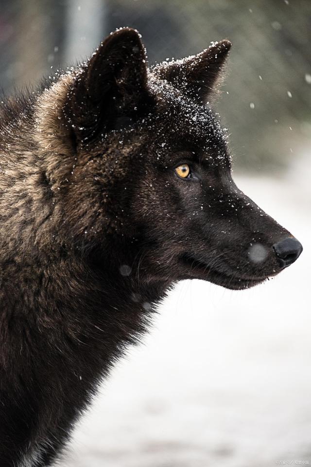 芥川龙之介的心理,人性的残酷芥川龙之介