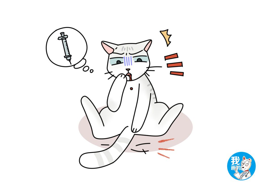 辟谣猫咪并非黑夜都能看得清,为什么猫咪的胡须不能剪