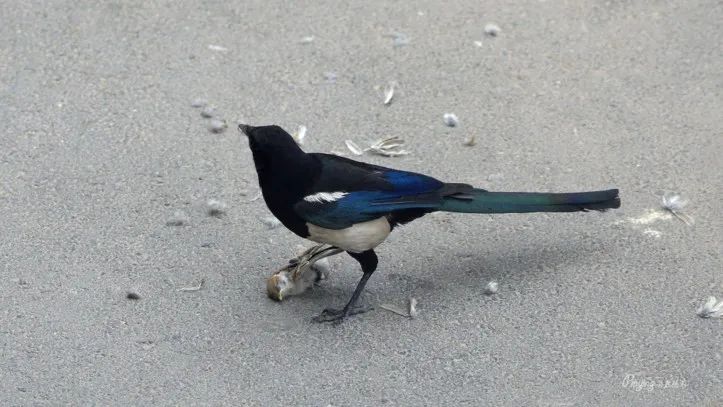 追兔捉鹰,撵兔子逮鹰的话