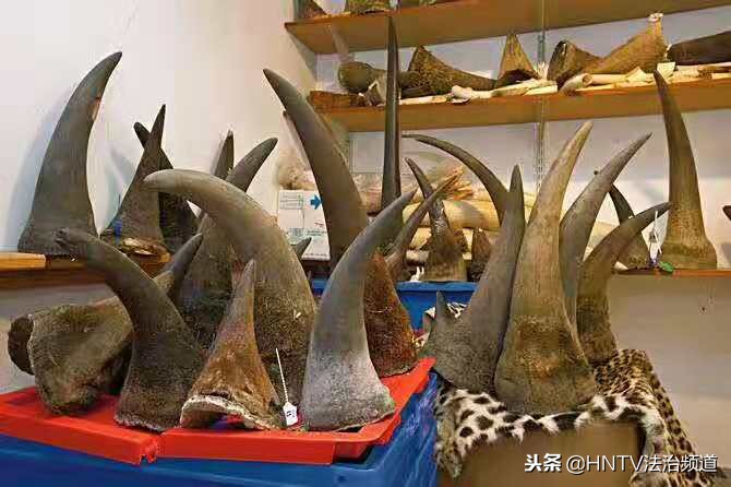 南非富翁饲养野生犀牛，取犀牛角合法买卖