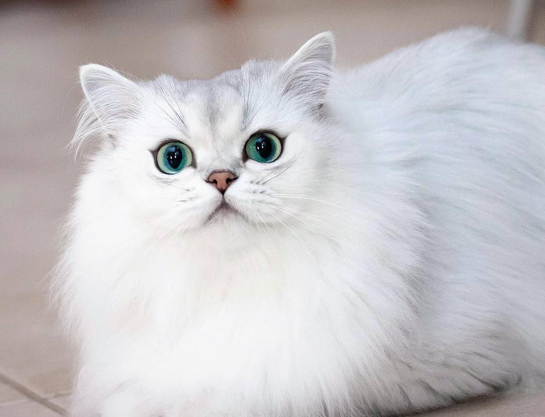 夏季小猫咪中暑,夏天猫咪中暑