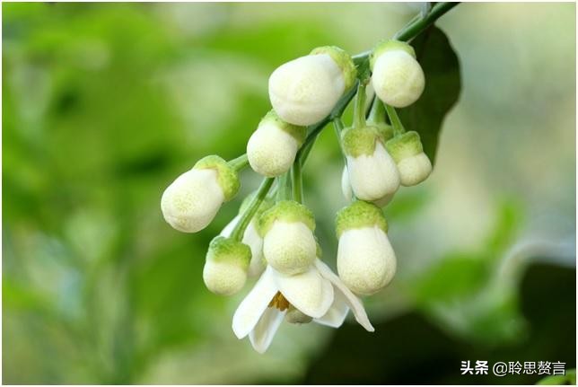 橘柚花诗词精选一十八首蓼岸风多橘柚香，堪怜堪爱还堪惜