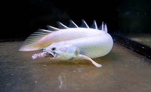 精心挑选6种最容易饲养的观赏鱼,想要选择比较容易饲养的观赏鱼