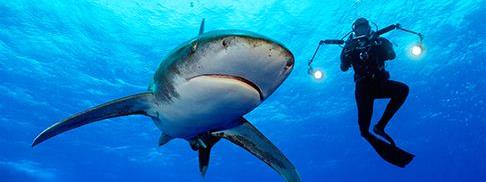 能让大白鲨恐惧的五种海洋生物,凶猛的鲨鱼大白鲨