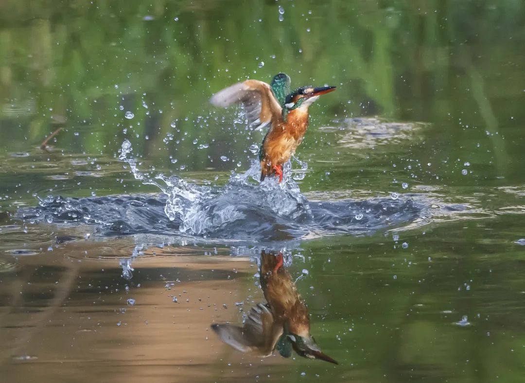 「生态」我在恩平很幸福