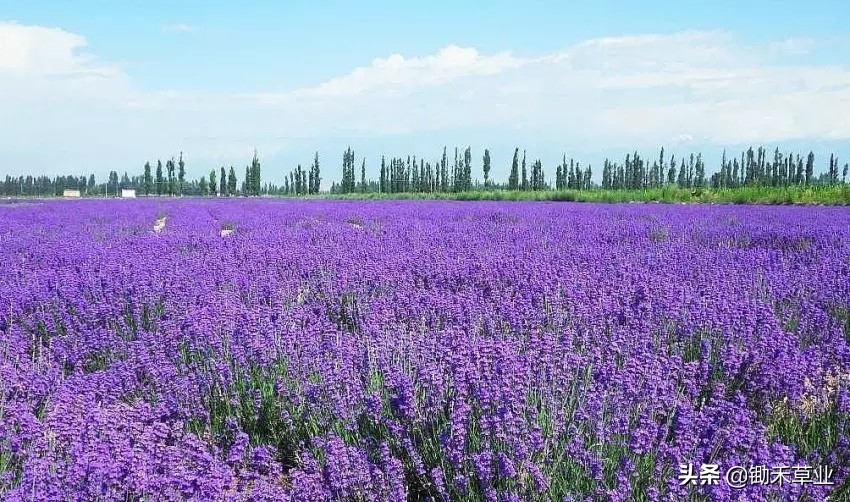 抹不去的记忆-狭叶薰衣草