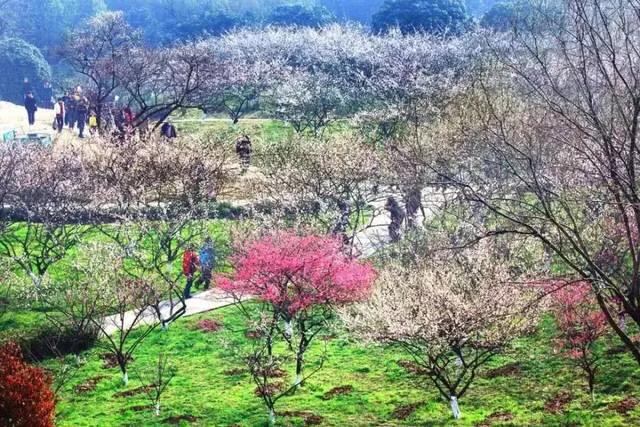 浙江8处赏梅胜地，收藏起来