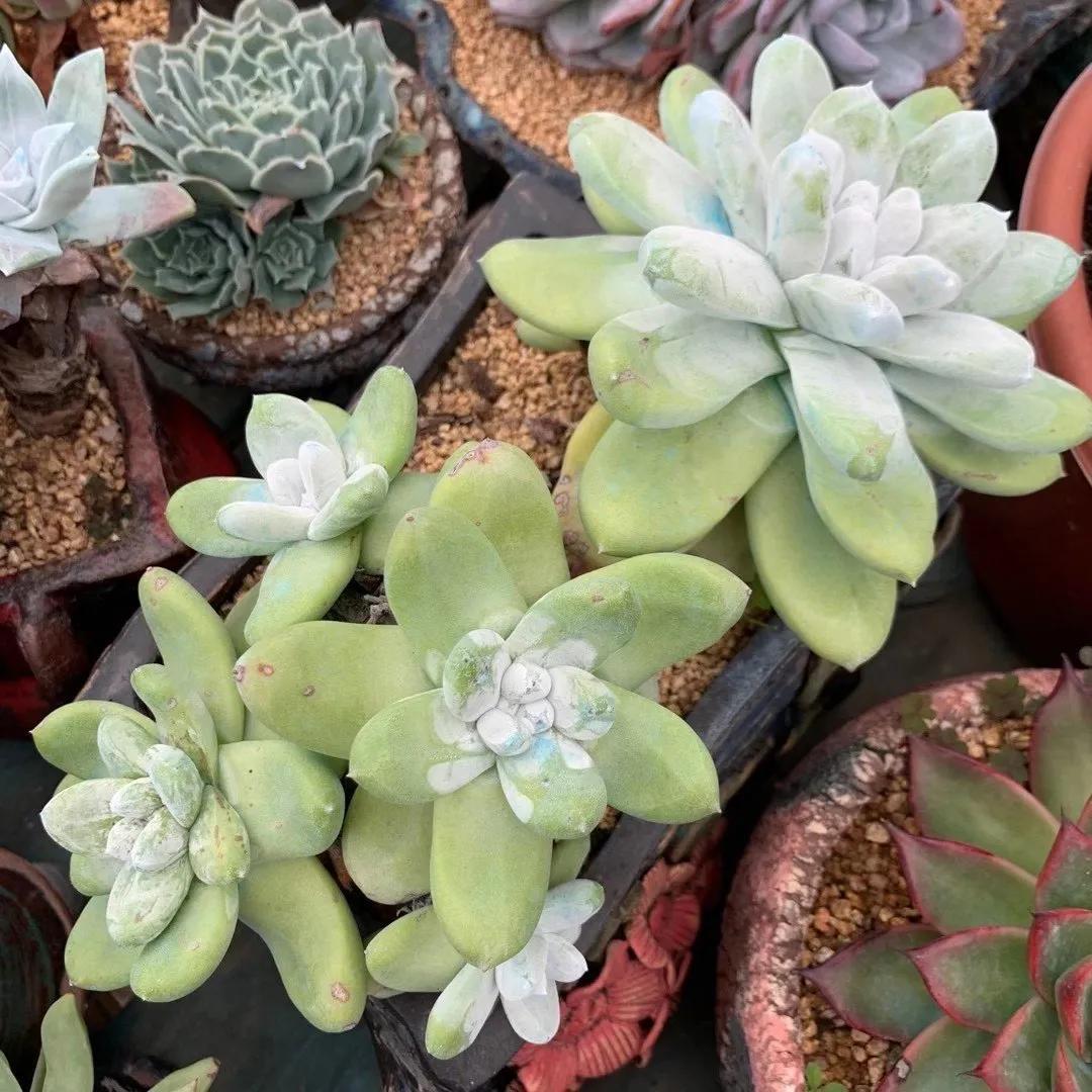 你的多肉那么多怎么养的,你的多肉植物养几年了