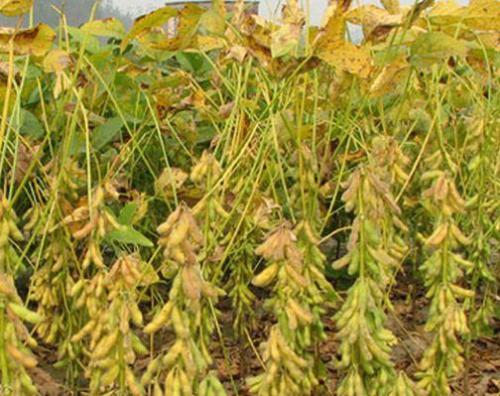 大豆病毒病的防治措施有哪些,大豆霉腐病