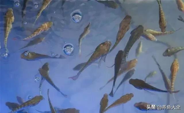 星子鱼可以和观赏鱼一起养吗,细长的观赏鱼是什么鱼