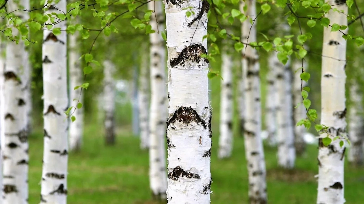 俄罗斯森林诗人油画,俄罗斯森林仙女