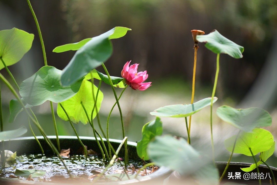 碗莲种藕生长到开花全过程,碗莲种植方法和时间图片