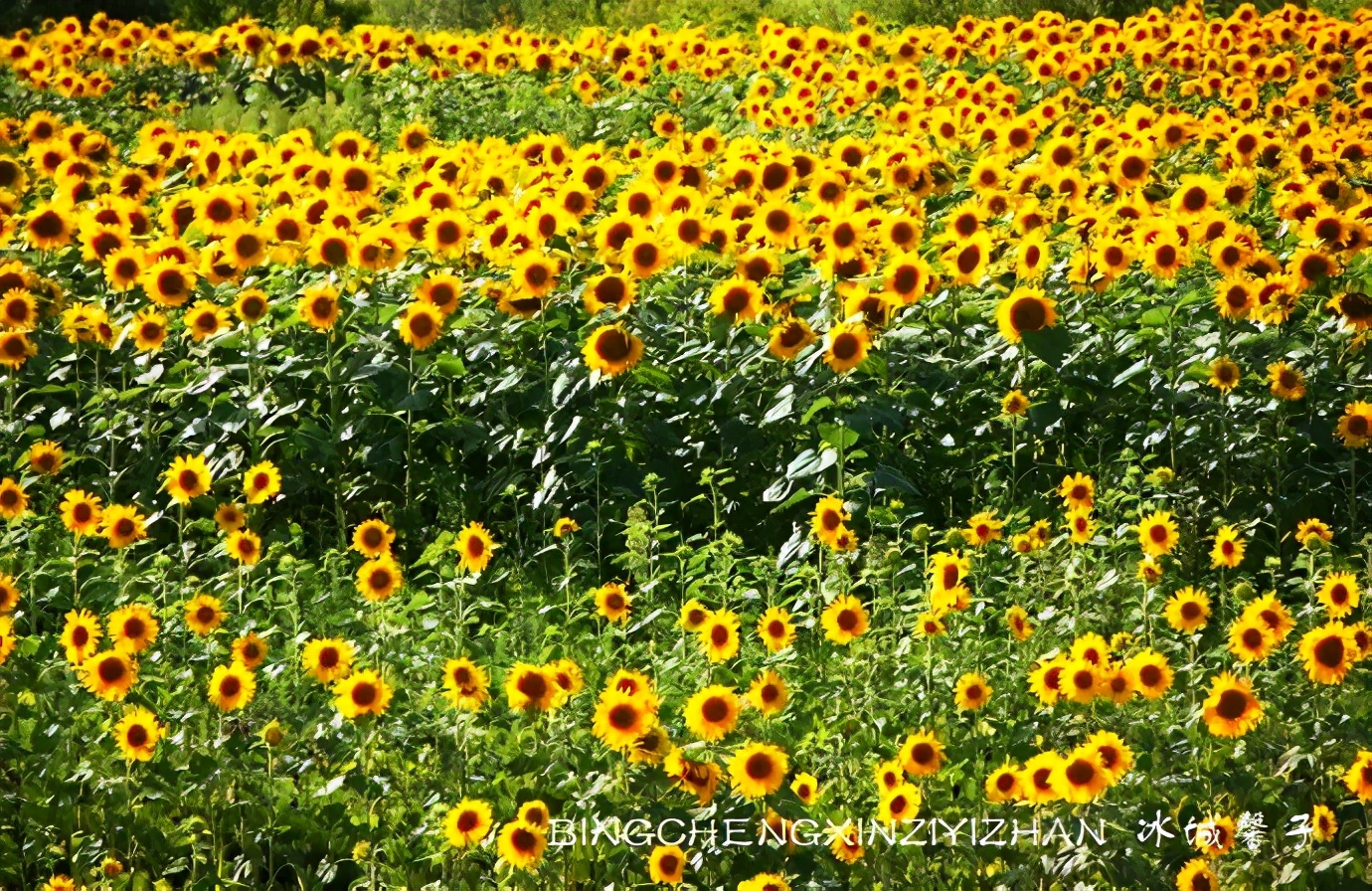 黑河挨着哪里,黑河远方文学