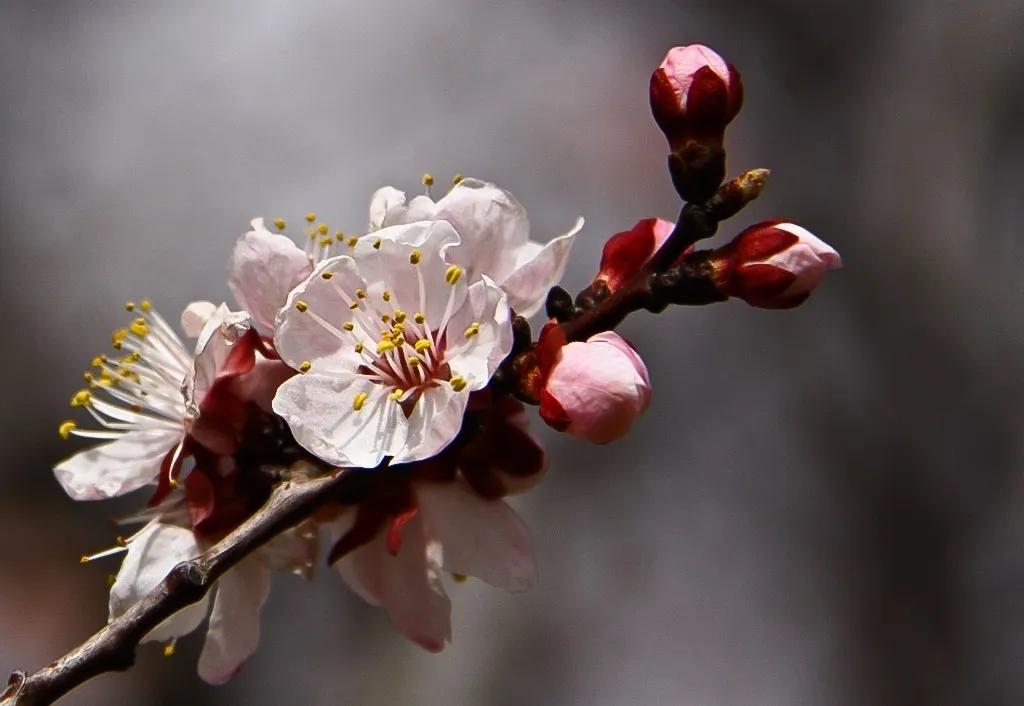 自古咏梅诗词无数,最爱毛主席这句待到山花烂漫时,她在丛中笑