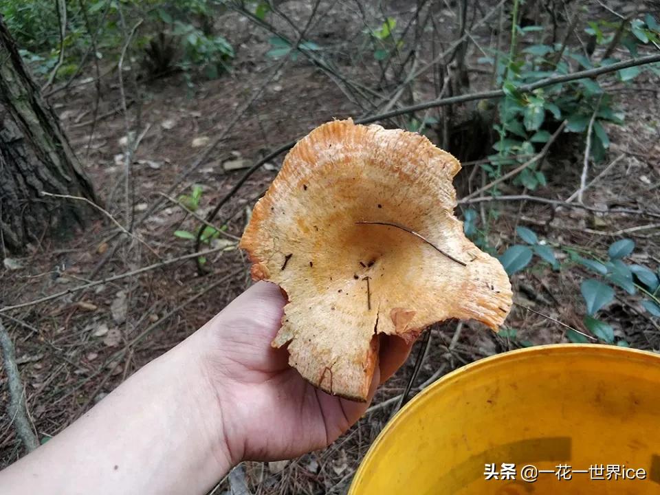 雨后山里长了好多野生菌,雨后山里遍地蘑菇