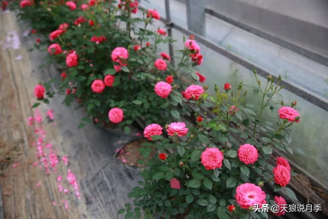 又一个十年,国产自育品种