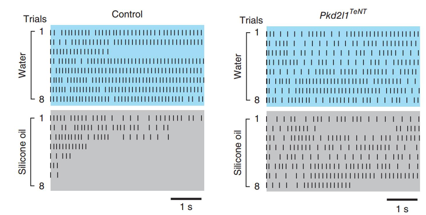 味觉系统对什么的检测比较灵敏,味觉识别方式