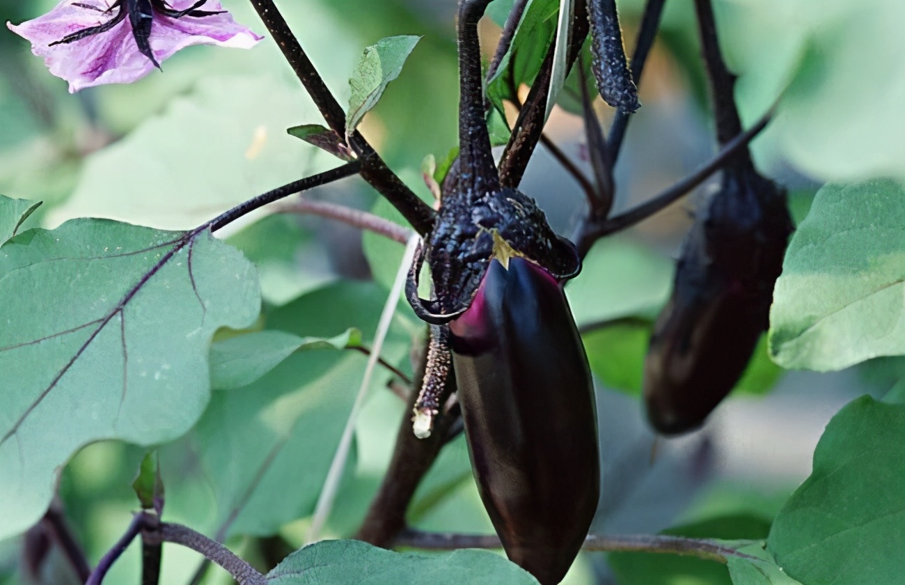 茄子出现叶片枯死,茄子青枯是什么原因