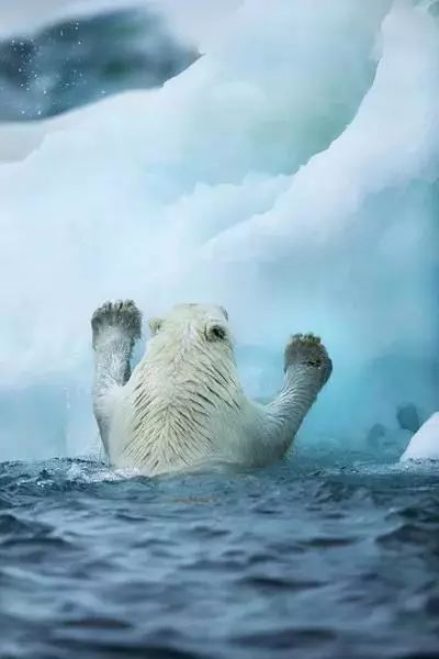 红帽子白胡子的老人,白胡子红帽子老人