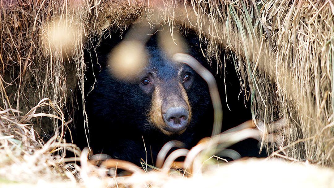 狗熊需要冬眠多久才能活,狗熊不吃饭能活多久