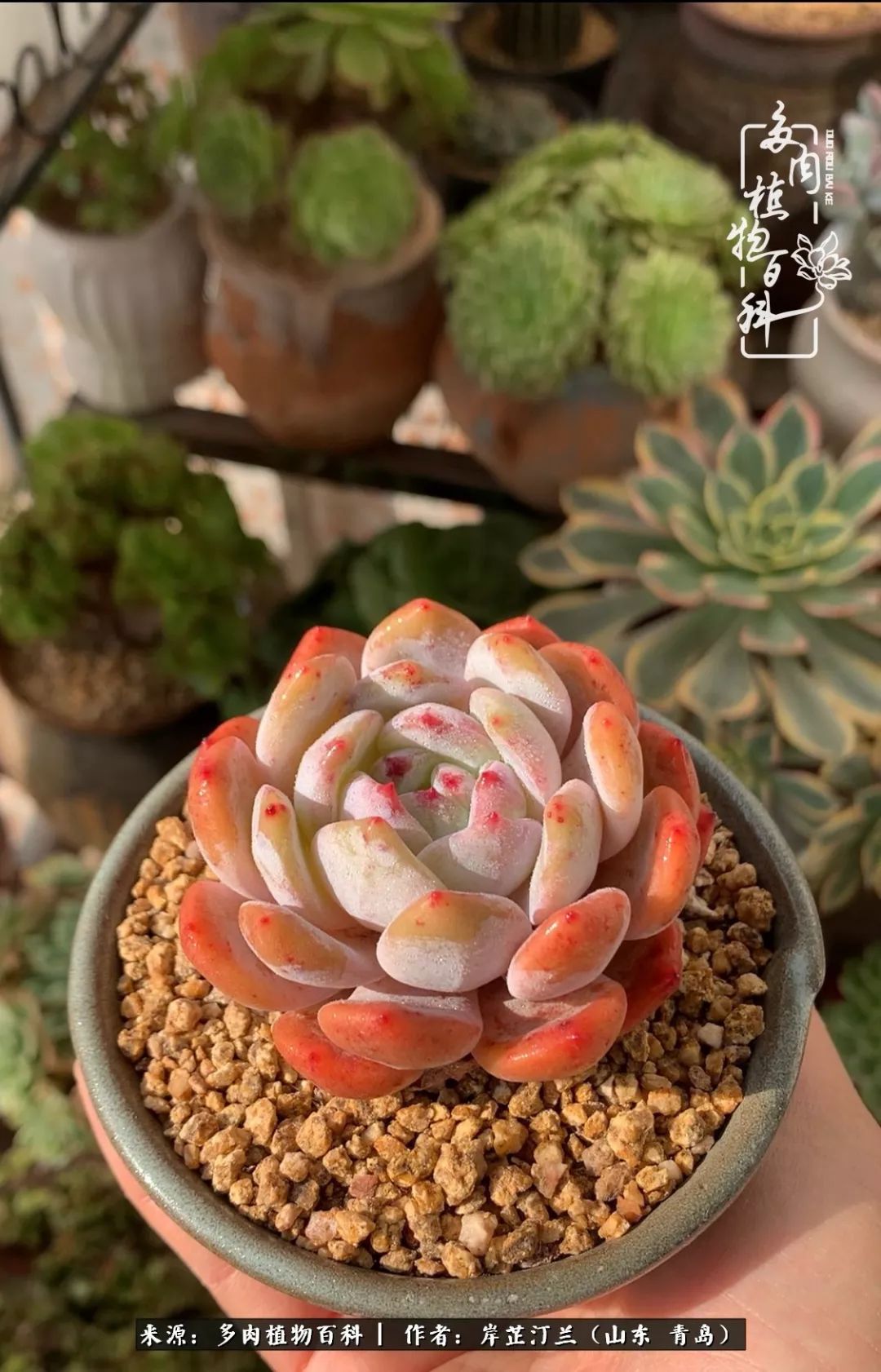 寒冷的冬季唯有多肉,冬日里的多肉宛如雪莲花