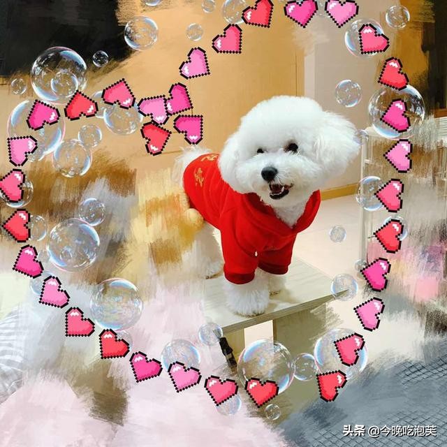 比熊犬挑食怎么办,比熊犬挑食可以吃维生素吗