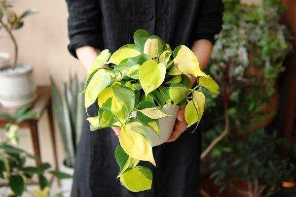 水培绿萝浇水口诀顺口溜,绿萝水培方法和注意事项