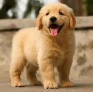 金毛怎样喂养最好,金毛如何喂养