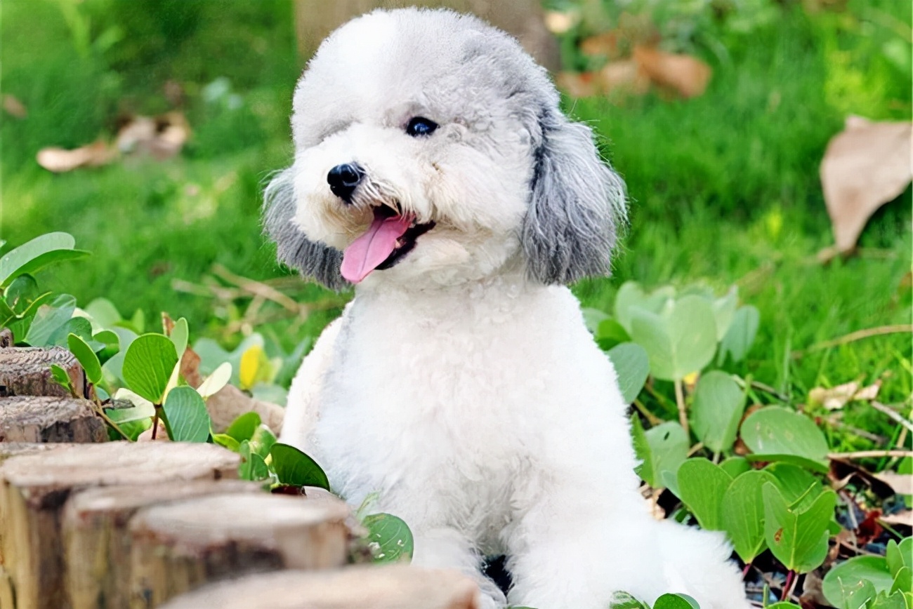 贵宾犬不吃饭怎么回事呀,贵宾犬不吃不喝