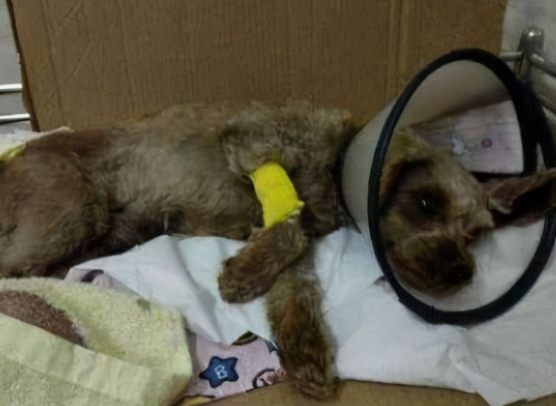 泰迪犬咬主人咋办,泰迪犬老是咬自己怎么回事