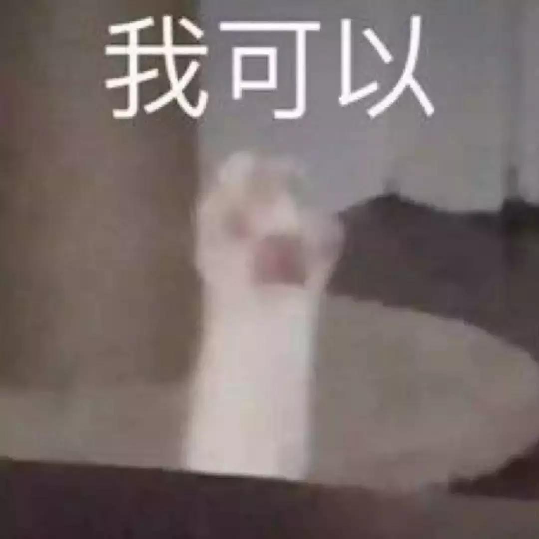 福懋动物医院:猫咪皮肤病不难治,看了这篇你就懂了