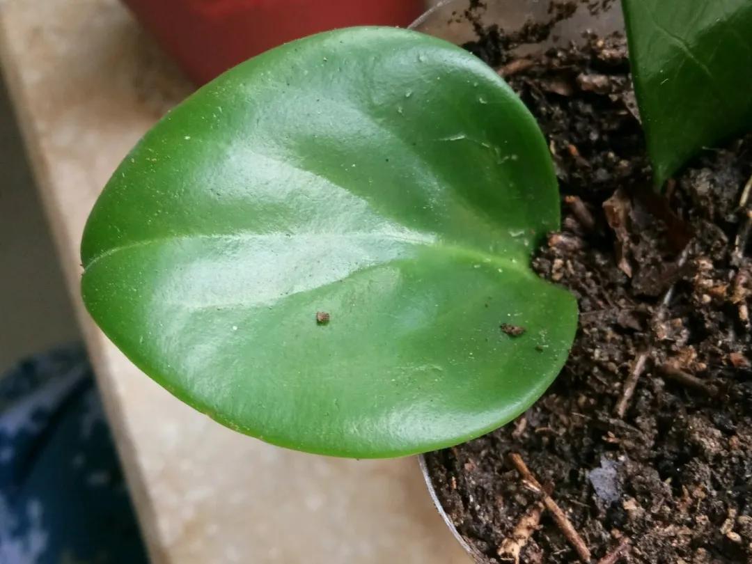 扦插花的养殖方法和技巧,养花扦插有妙招多肉