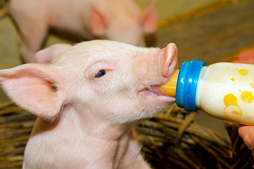 猪缺乏维生素最快解决方法,育肥猪缺乏维生素的危害