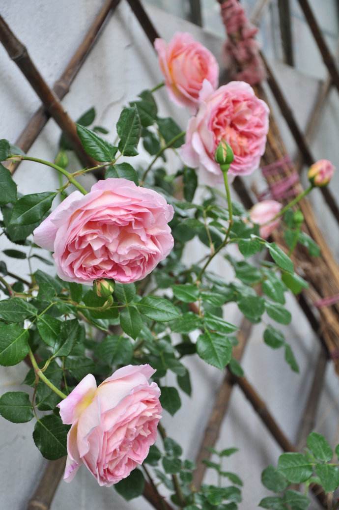 亚伯拉罕达比月季是藤本还是灌木,亚伯拉罕达比和玛格丽特王妃月季