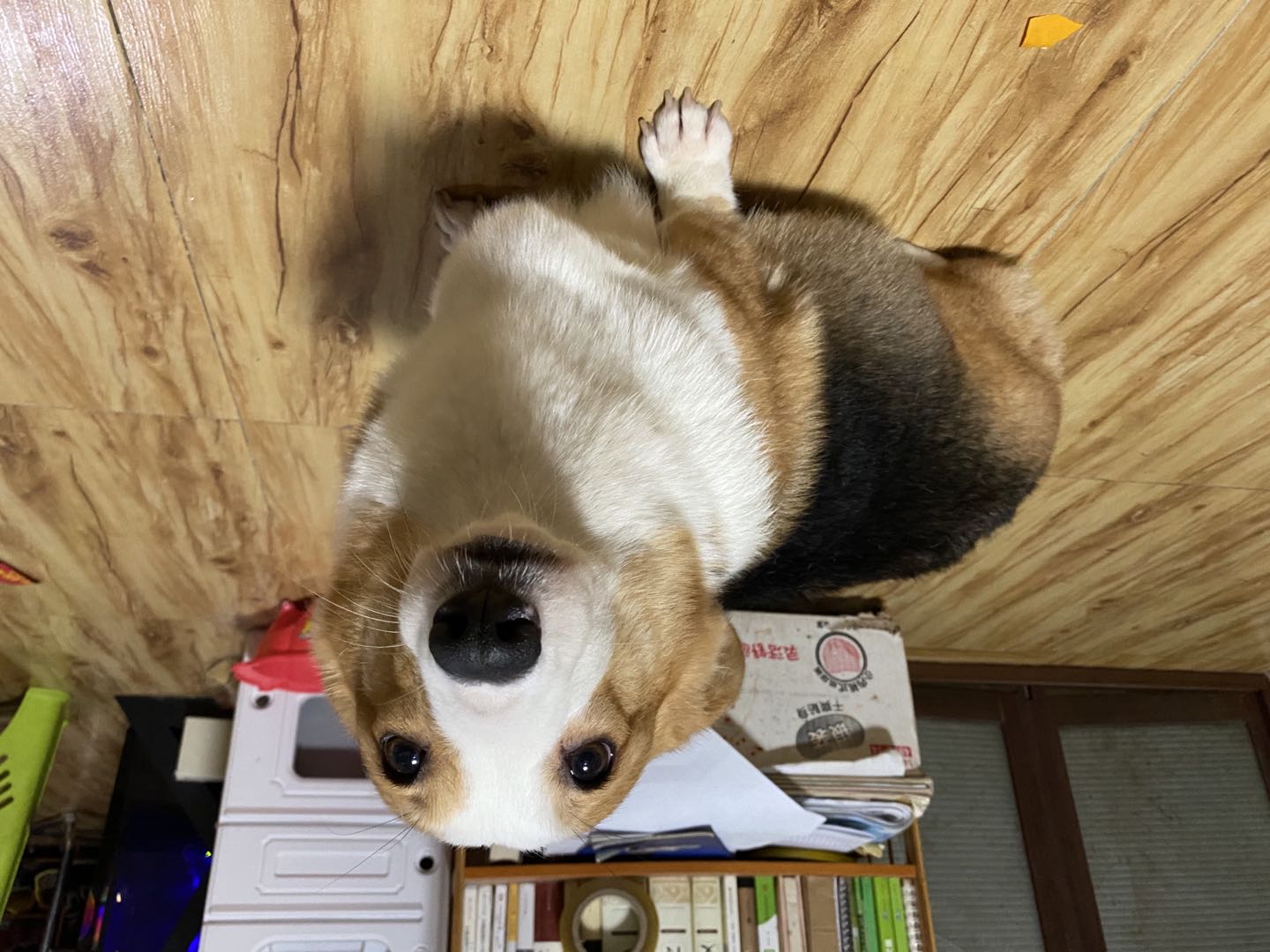 最尴尬的事情发生了，家里的柯基犬第一次交配没经验，还要被围观