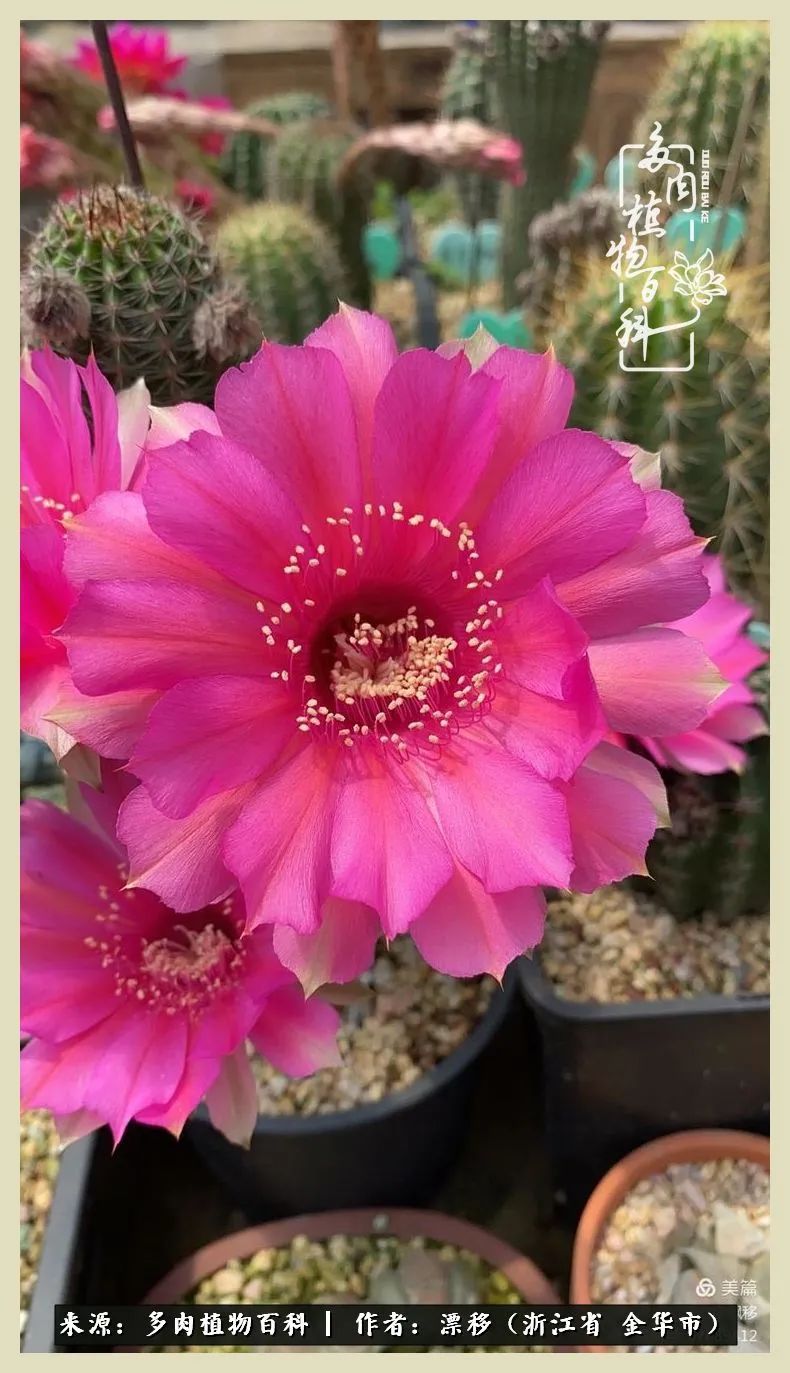 仙人球开花并散发着香味,仙人球花盛开吐露芬芳