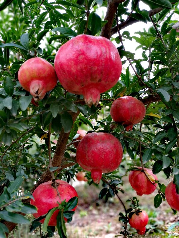 又柔软又好吃的石榴,甘甜多汁的石榴