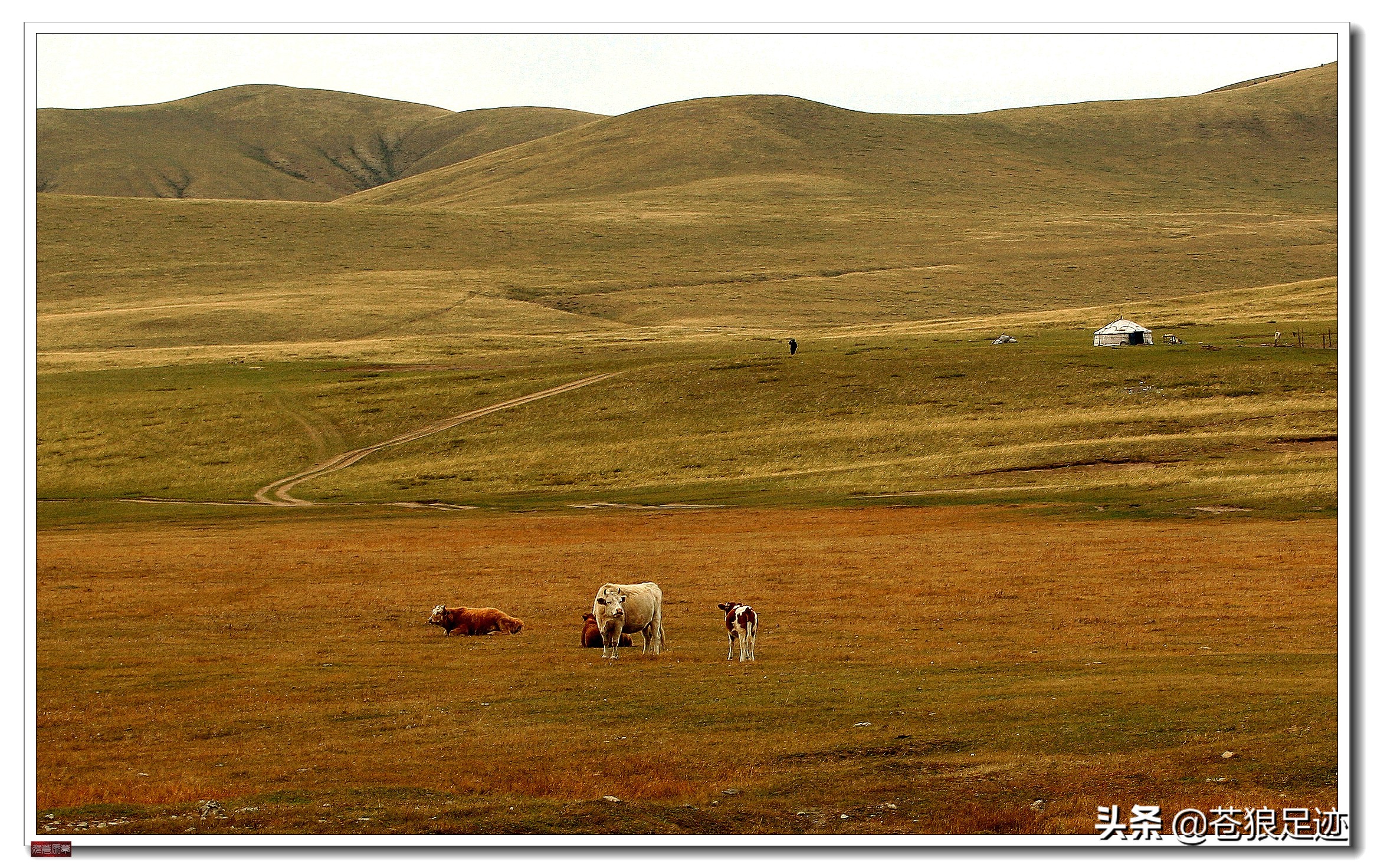 美丽的贡格尔草原风光无限,贡格尔草原上的牛羊的视频