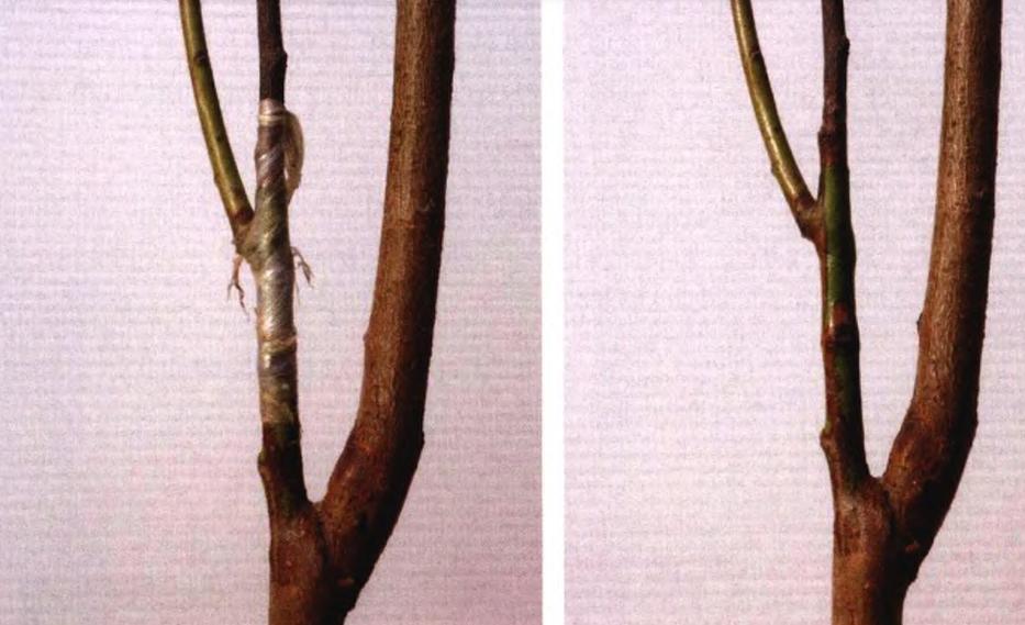 桃树苗7月份成熟品种,桃树苗品种如何选择