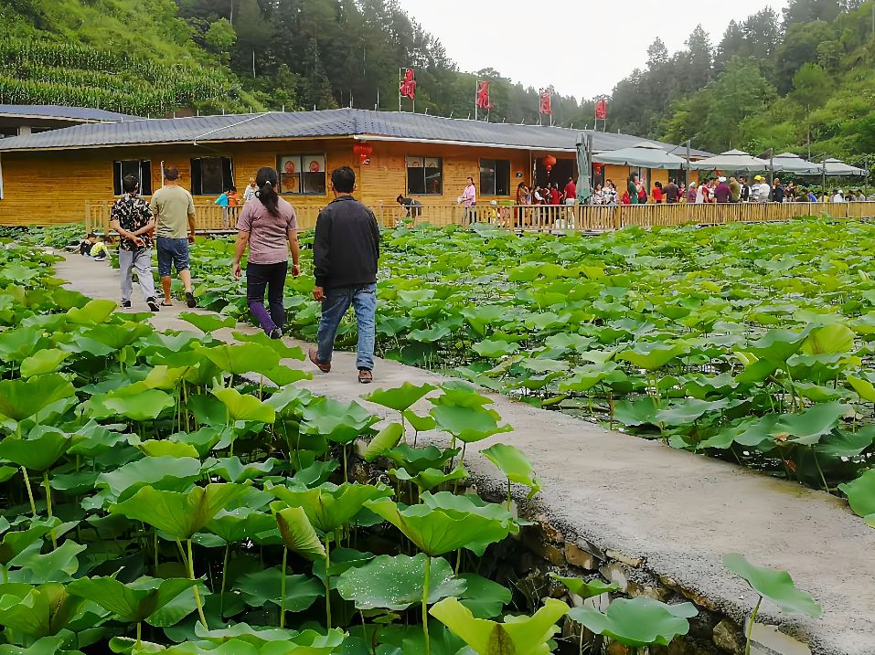 贵州铜仁阡城莲花谷农业专业合作社诚邀您加盟双惠互利共赢