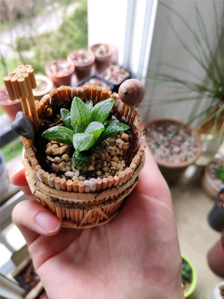 养多肉用什么样的镊子,高手在民间种多肉